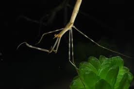 Attēlu rezultāti vaicājumam “Ranatra linearis”