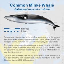 Image result for Balaenoptera acutorostrata