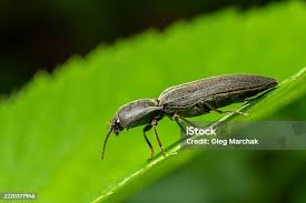 Attēlu rezultāti vaicājumam “Athous sp.”