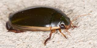 Attēlu rezultāti vaicājumam “Acupalpus flavicollis”