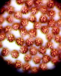 Attēlu rezultāti vaicājumam “Diachea sp.”