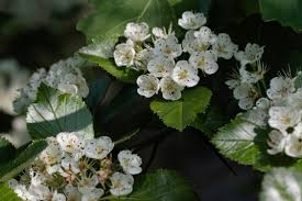 Attēlu rezultāti vaicājumam “Crataegus macracantha”