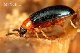 Attēlu rezultāti vaicājumam “Tetratoma fungorum”