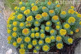 Attēlu rezultāti vaicājumam “Rhodiola rosea flower”
