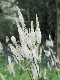 Image result for Silberkerze