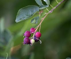 Attēlu rezultāti vaicājumam “Amelanchier spicata fruit”