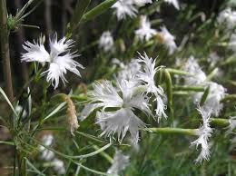 Attēlu rezultāti vaicājumam “Dianthus arenarius leaf”