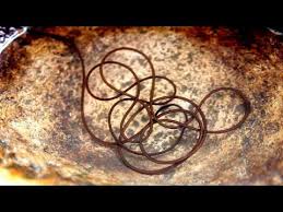 Attēlu rezultāti vaicājumam “Gordius aquaticus”