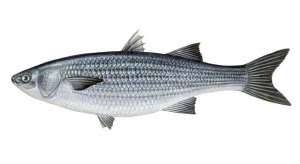 Image result for Schedophilus ovalis