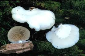 Attēlu rezultāti vaicājumam “Crepidotus applanatus”