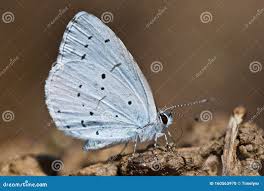 Attēlu rezultāti vaicājumam “Celastrina argiolus underside”
