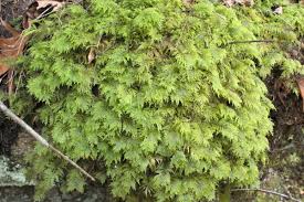 Attēlu rezultāti vaicājumam “Hylocomium splendens sporophyte”