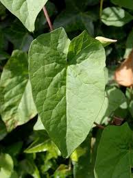 Attēlu rezultāti vaicājumam “Calystegia inflata leaf”