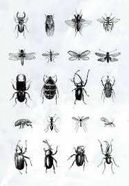 Attēlu rezultāti vaicājumam “Insecta”