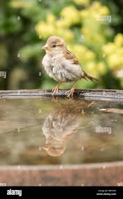 Attēlu rezultāti vaicājumam “Passer domesticus juvenile”