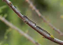 Attēlu rezultāti vaicājumam “Eriogaster lanestris”