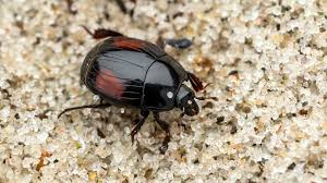 Attēlu rezultāti vaicājumam “Histeridae”