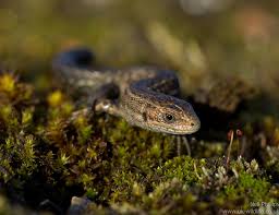 Attēlu rezultāti vaicājumam “Lacerta vivipara juvenile”