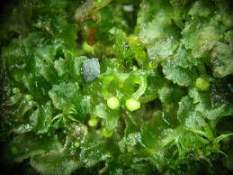 Attēlu rezultāti vaicājumam “Anthocerotopsida”