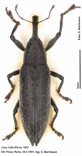 Attēlu rezultāti vaicājumam “Lixus iridis”