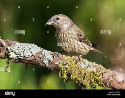 Image result for Loxia curvirostra