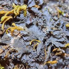 Attēlu rezultāti vaicājumam “Leptogium lichenoides”