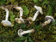 Attēlu rezultāti vaicājumam “Stropharia albocrenulata”