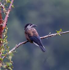 Attēlu rezultāti vaicājumam “Nucifraga caryocatactes adult”