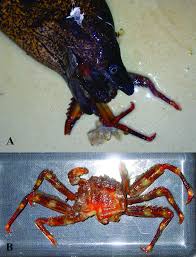 Image result for Muraena helena