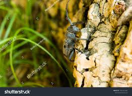 Attēlu rezultāti vaicājumam “Monochamus urussovi”