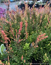 Attēlu rezultāti vaicājumam “Calluna vulgaris flower”