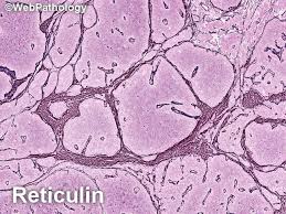 Attēlu rezultāti vaicājumam “Leiocolea rutheana cells”