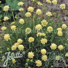 Attēlu rezultāti vaicājumam “Scabiosa ochroleuca”