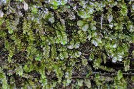 Attēlu rezultāti vaicājumam “Plagiochila porelloides”