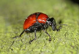 Attēlu rezultāti vaicājumam “Attelabus nitens”