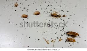Image result for insect poop