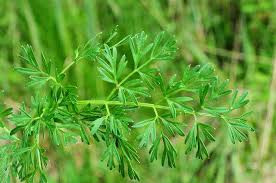 Attēlu rezultāti vaicājumam “Selinum carvifolia leaf”