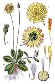 Attēlu rezultāti vaicājumam “Pilosella officinarum leaf”