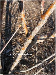 Attēlu rezultāti vaicājumam “Lepidosaphes ulmi”