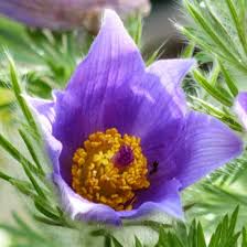 Image result for Kuhschelle