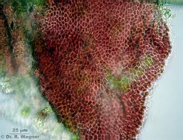 Attēlu rezultāti vaicājumam “Hildenbrandia rivularis”