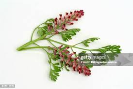 Attēlu rezultāti vaicājumam “Fumaria officinalis”