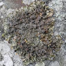 Attēlu rezultāti vaicājumam “Parmelia submontana”