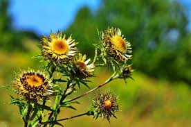 Attēlu rezultāti vaicājumam “Carlina biebersteinii”