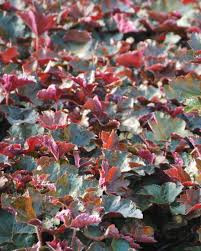Image result for Heuchera `Palace Purple`
