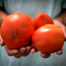 Afbeeldingsresultaat voor amish paste tomato