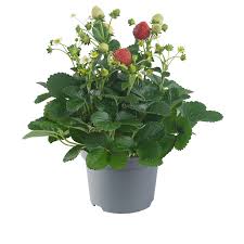 Attēlu rezultāti vaicājumam “Fragaria x ananassa flower”