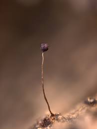 Attēlu rezultāti vaicājumam “Cribraria violacea macro”