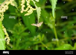 Attēlu rezultāti vaicājumam “Sitochroa verticalis”