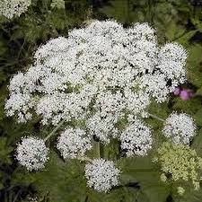Attēlu rezultāti vaicājumam “Peucedanum palustre leaf”